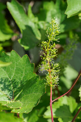 Vine flower buds and green leaves.