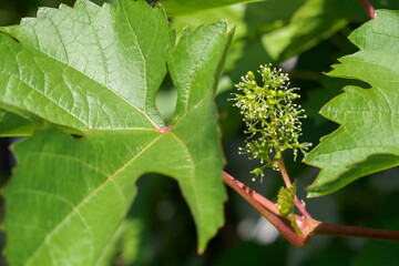 Vine flower buds and green leaves.