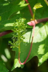 Vine flower buds and green leaves.