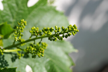 Vine flower buds and green leaves.