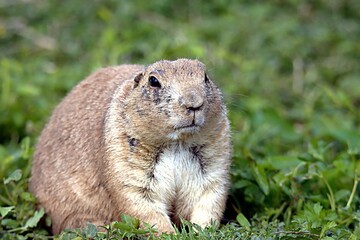 chien de prairie