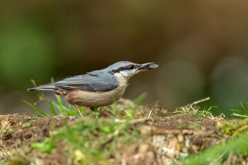 Nuthatch perched on a branch in woodland, close up in the spring time in Scotland