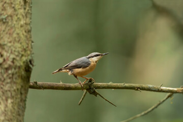Nuthatch perched on a branch in woodland, close up in the spring time in Scotland