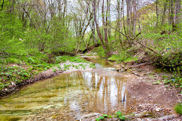 a small clear stream in a ravine in the forest