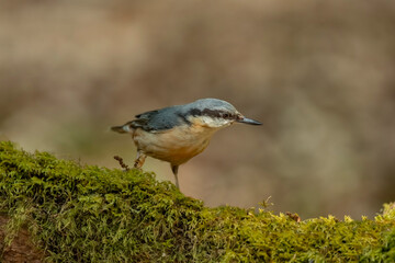 Nuthatch perched on a branch in woodland, close up in the spring time in Scotland
