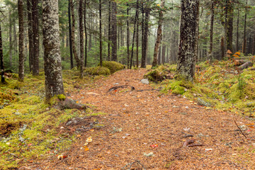 Fototapeta premium Walking Path in the Woods