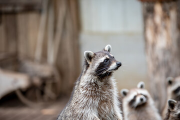 Portrait d'un ration laveur