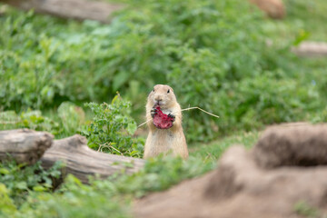 Chien de prairie en train de manger une betterave