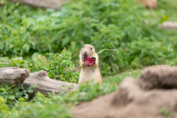 Chien de prairie en train de manger une betterave