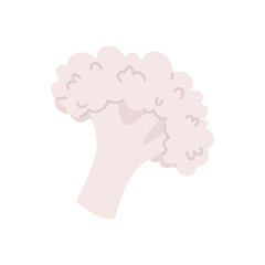 Fresh cauliflower inflorescence isolated on white background.