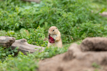Chien de prairie en train de manger une betterave