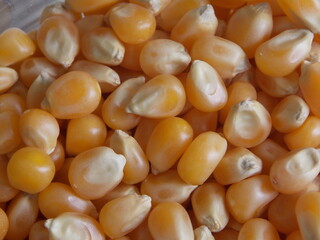 close up of corn grains