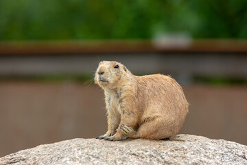 Chien de prairie sur un rocher