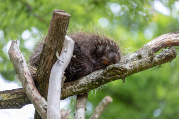 Porc épic au sommet d'un arbre en train de dormir