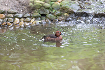 canard sarcelle cannelle 