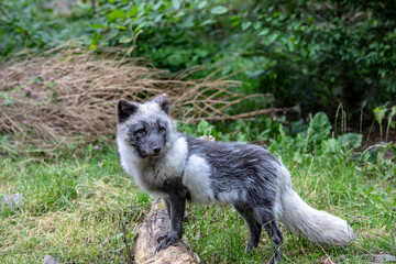 Renard polaire en &eacute;t&eacute;