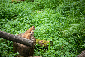 B&eacute;b&eacute;s Lynx