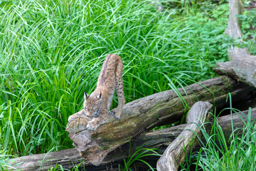 Lynx sur un tronc de bois 
