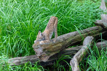 Lynx sur un tronc de bois 