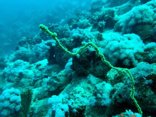 Naklejka na ściany i meble wire coral in the reef