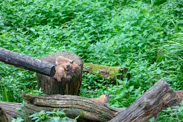 Lynx et ses bébés