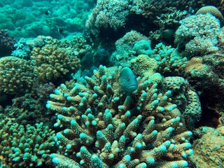 coral reef with freckled hawkfish