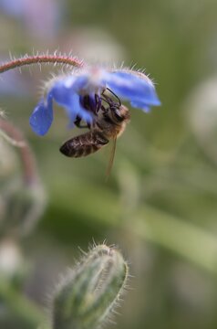 L'abeille butine
