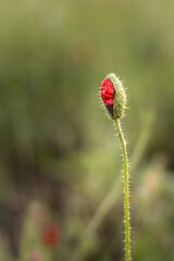 Opening poppy wildflower on blurred green background