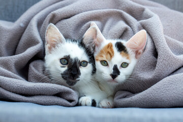 Cute kittens in a basket