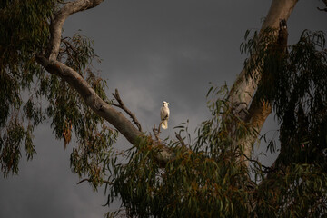 Horizontal shot of a white cockatoo standing on top of a twig on a cloudy day with grey skies