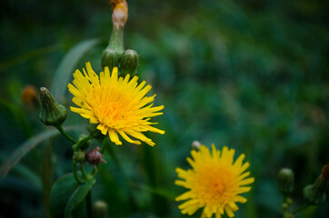 large image of two dandelion