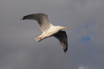 Bottom view of flying seagull