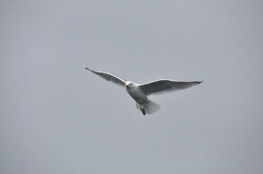 A seagull flying high in the sky