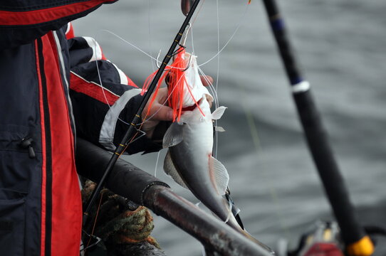 Great view in trawler of fresh cod fish just caught by fishing rod in Barents sea
