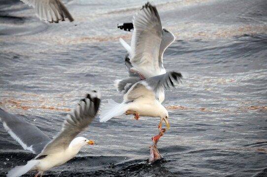Seagulls go fishing on the water, Barents sea