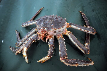 Close up of big red king crab in a trawler 