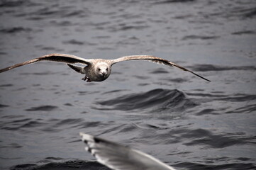 Scenic view of seagull soaring above Barents sea