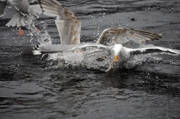 Flock of seagulls go fishing, splashing water surface in Barents sea