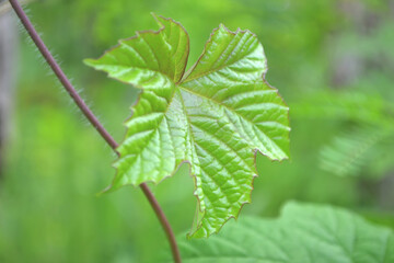 Beautiful green vine leaf with green blurry background in garden near people housing