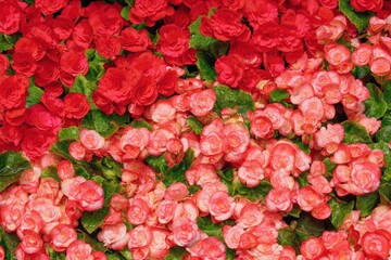 Varieties of potted red and coral colored begonia flowers.