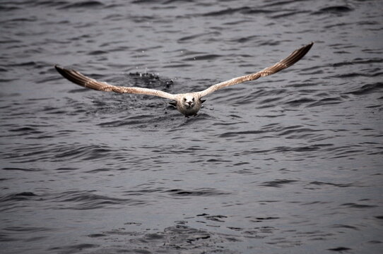 Scenic view of seagull soaring above Barents sea