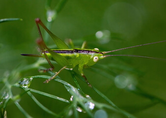 Tiny Green Grasshopper