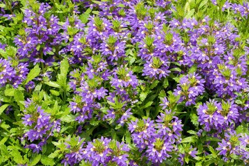 Fairy fan flower (Scaevola aemula), hanging , bedding flower for containers or window decoration