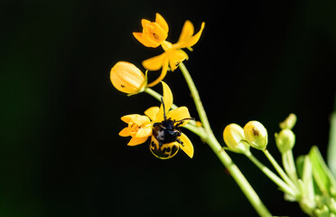 Fototapeta na wymiar Black and Yellow Beetle