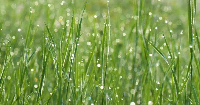 Foreground dew drops on the long green grass in panorama motion