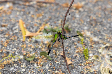 Two green dragonflies connected to each other