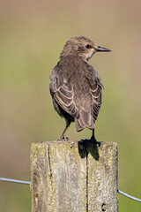 Sparrow on fencepost