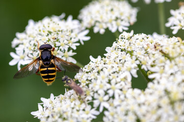 wasp on some flowers being attacked