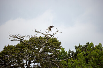 Osprey nesting and cleaning its talons in the loch