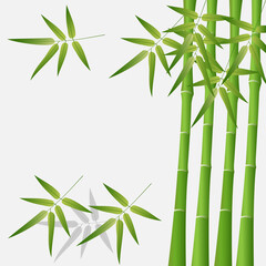 Vector green bamboo stems and leaves, isolated on gray background.